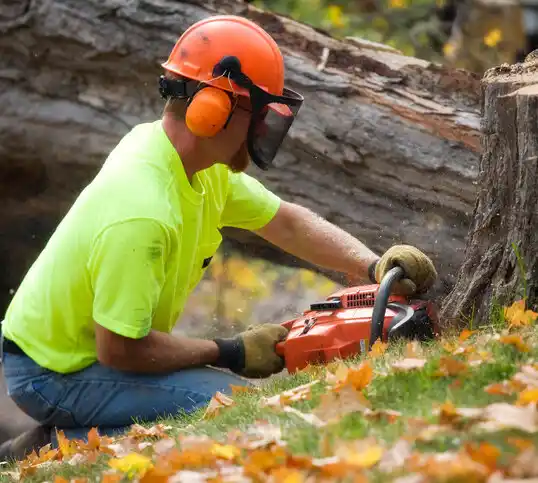 tree services Winona